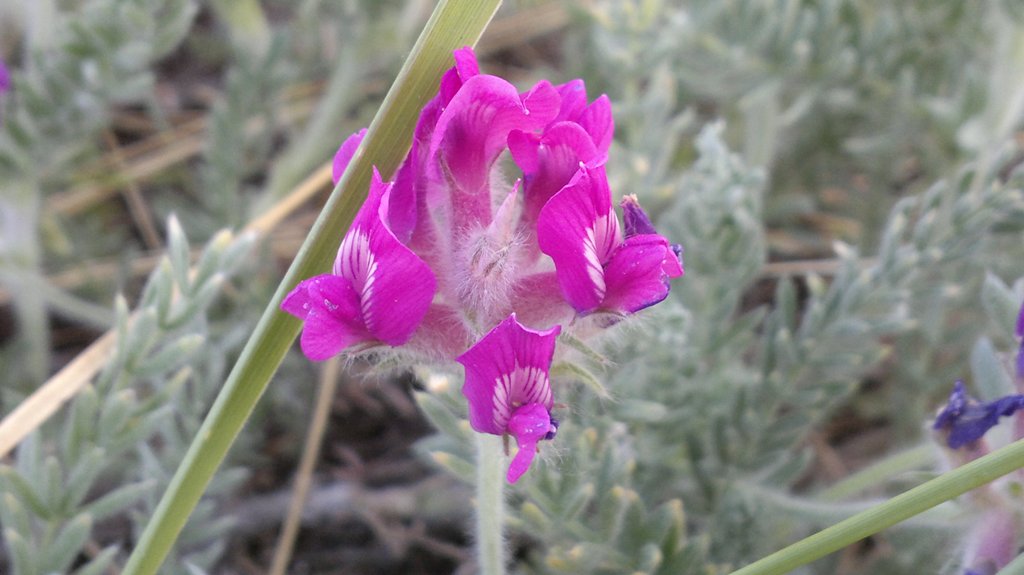 Изображение особи Oxytropis lanata.