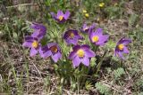 Pulsatilla multifida. Цветущее растение в лесостепи. Иркутская область, Усть-Ордынский Бурятский округ, окр. с. Баяндай. 12.06.2012.
