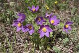 Pulsatilla multifida