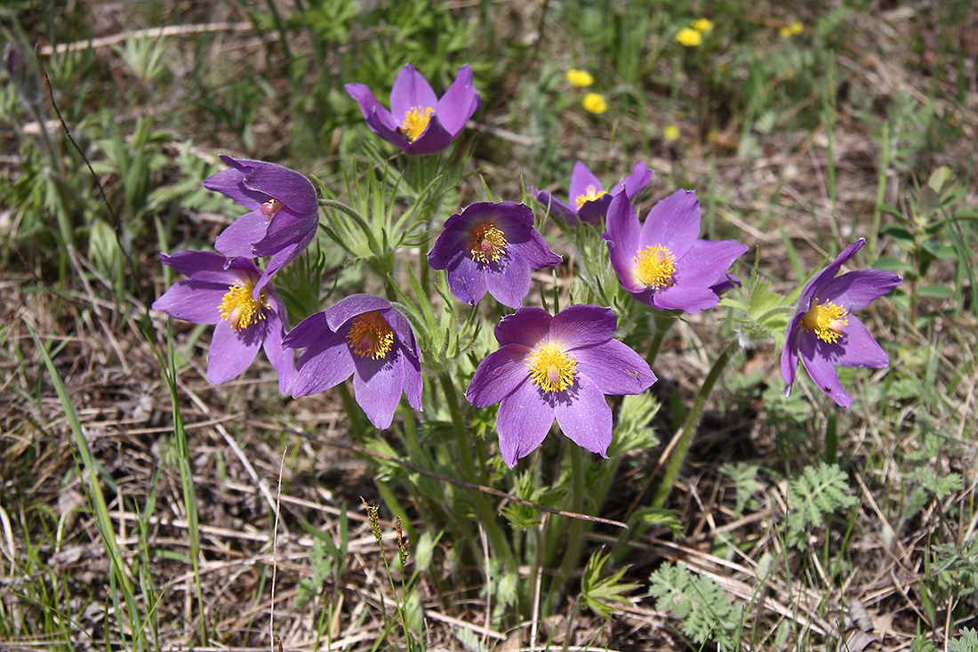 Изображение особи Pulsatilla multifida.