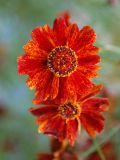 Coreopsis tinctoria