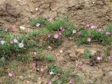 Convolvulus chinensis