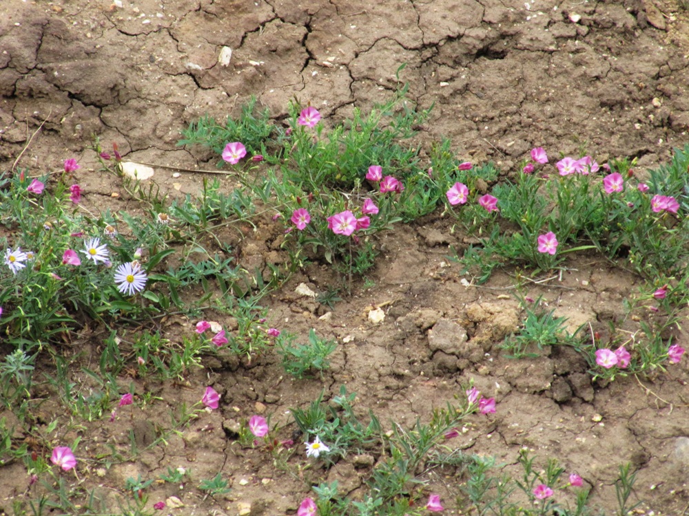 Image of Convolvulus chinensis specimen.