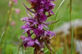 Dactylorhiza euxina