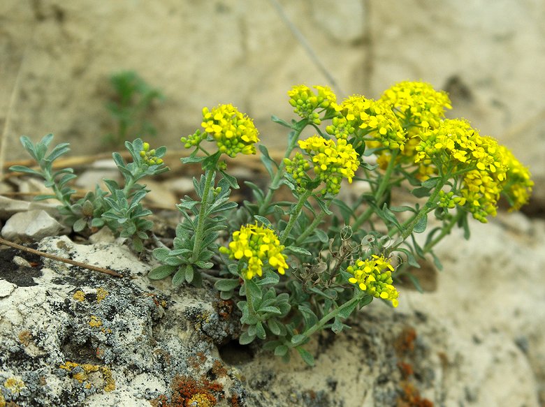 Изображение особи Odontarrhena gymnopoda.