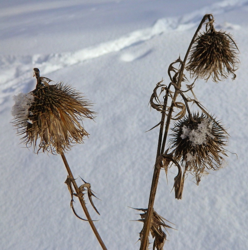 Image of Cirsium vulgare specimen.