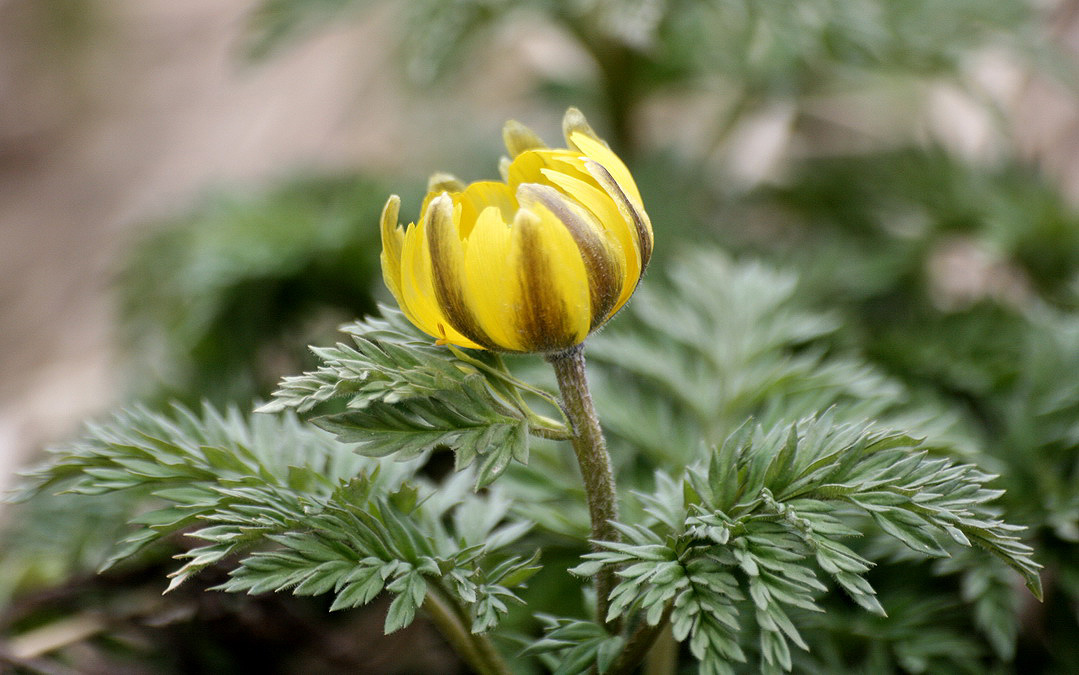 Image of Adonis amurensis specimen.