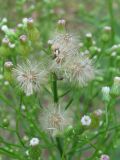 Conyza canadensis