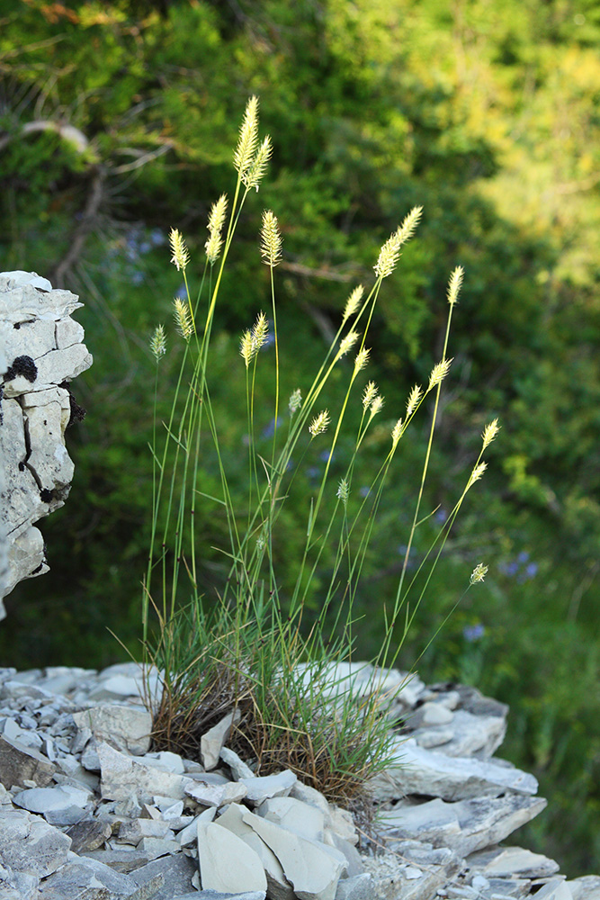 Изображение особи Agropyron pinifolium.