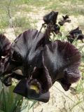 Iris atrofusca