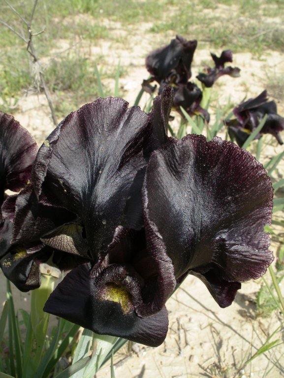 Image of Iris atrofusca specimen.