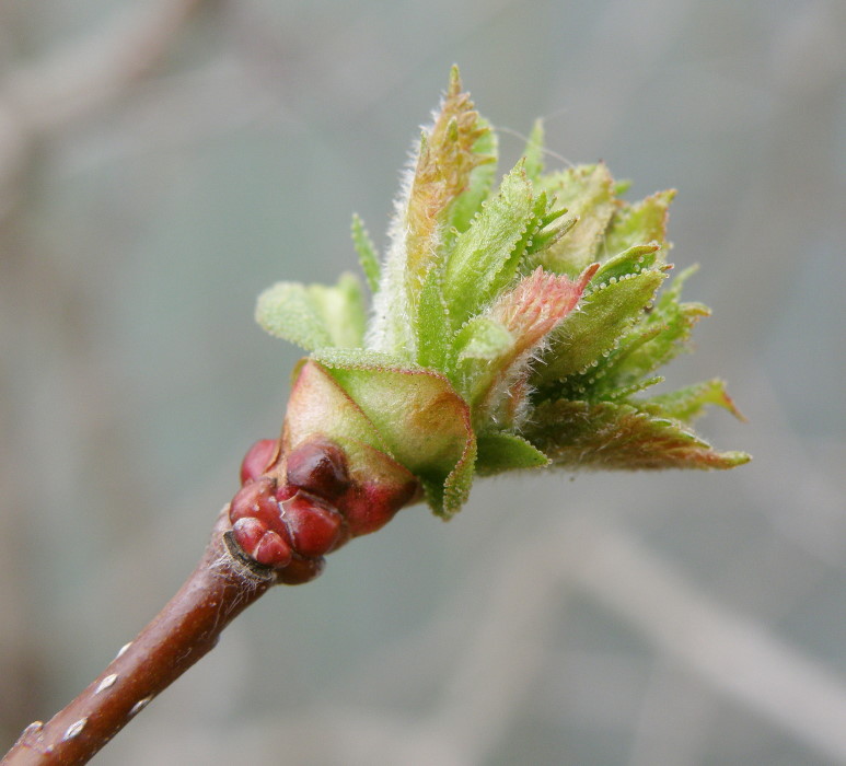 Изображение особи Crataegus macracantha.