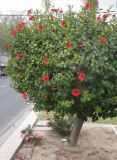 Hibiscus rosa-sinensis. Цветущее растение (штамбовая форма). Израиль, г. Беэр-Шева, городское озеленение. 16.04.2013.