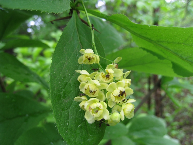 Изображение особи Berberis amurensis.