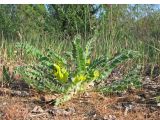 Astragalus tanaiticus. Молодое цветущее растение в тополево-березовом редколесье на песчаной террасе Северского Донца. Украина, Луганская обл, Славяносербский р-н, недалеко от отделения \"Трехизбенская степь\" Луганского природного заповедника. 06.05.2013.