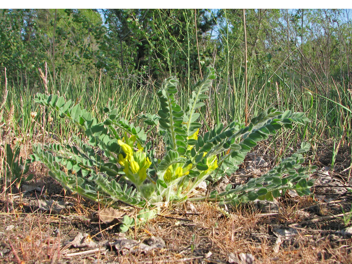 Изображение особи Astragalus tanaiticus.