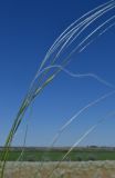 род Stipa