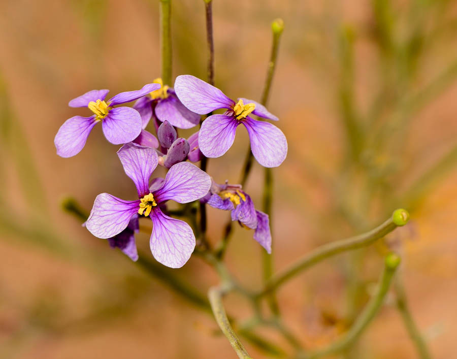 Image of Pseuderucaria clavata specimen.