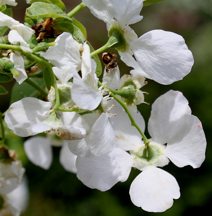 Image of Exochorda racemosa specimen.