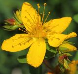 Hypericum perforatum. Цветок и бутоны. Ростовская обл., Неклиновский р-н, Носовское с/п, балка Камышовая. 11.06.2013.