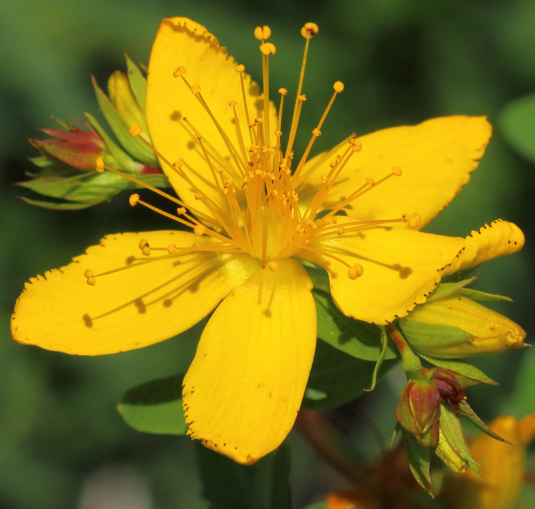 Image of Hypericum perforatum specimen.