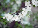 Prunus cerasifera. Побег с соцветиями. Санкт-Петербург. 12 мая 2009 г.