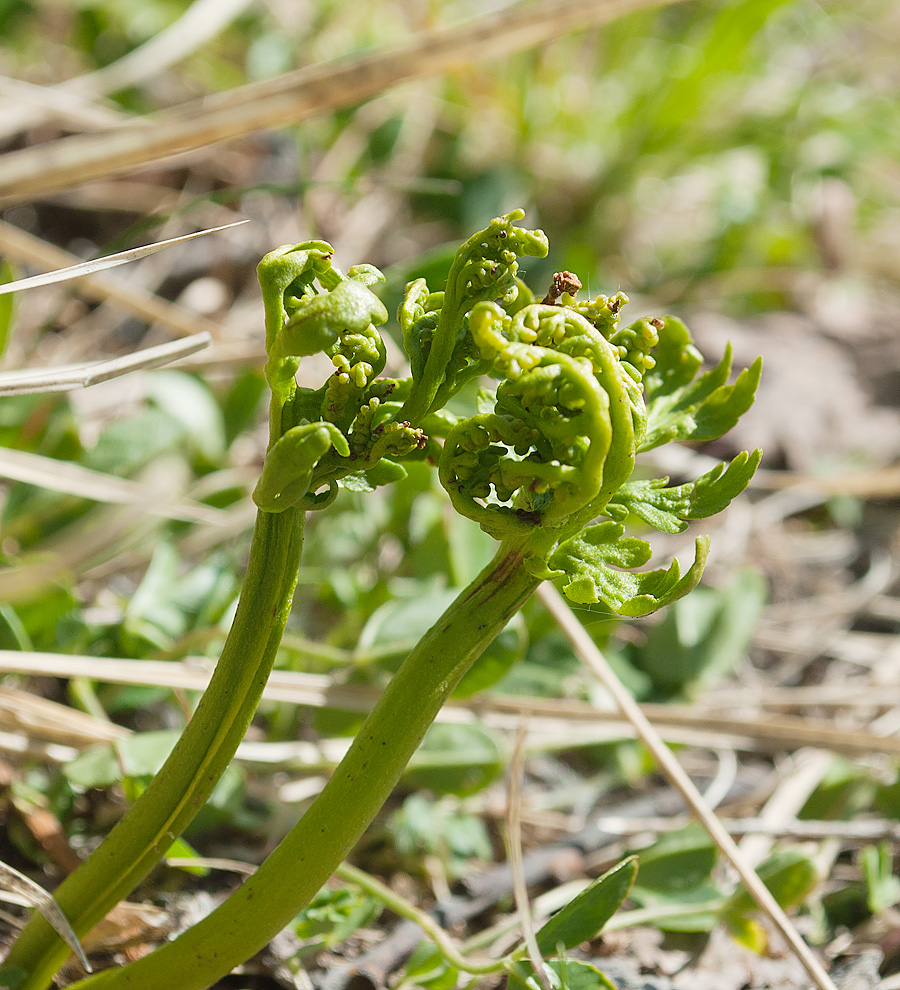 Изображение особи Botrychium lanceolatum.