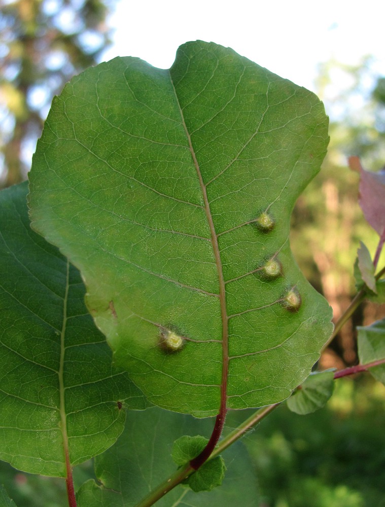 Изображение особи Salix pyrolifolia.