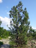 Juniperus deltoides. Взрослое растение. Краснодарский край, Новороссийский р-н, окр. пос. Абрау-Дюрсо, можжевеловое редколесье. 10.07.2013.