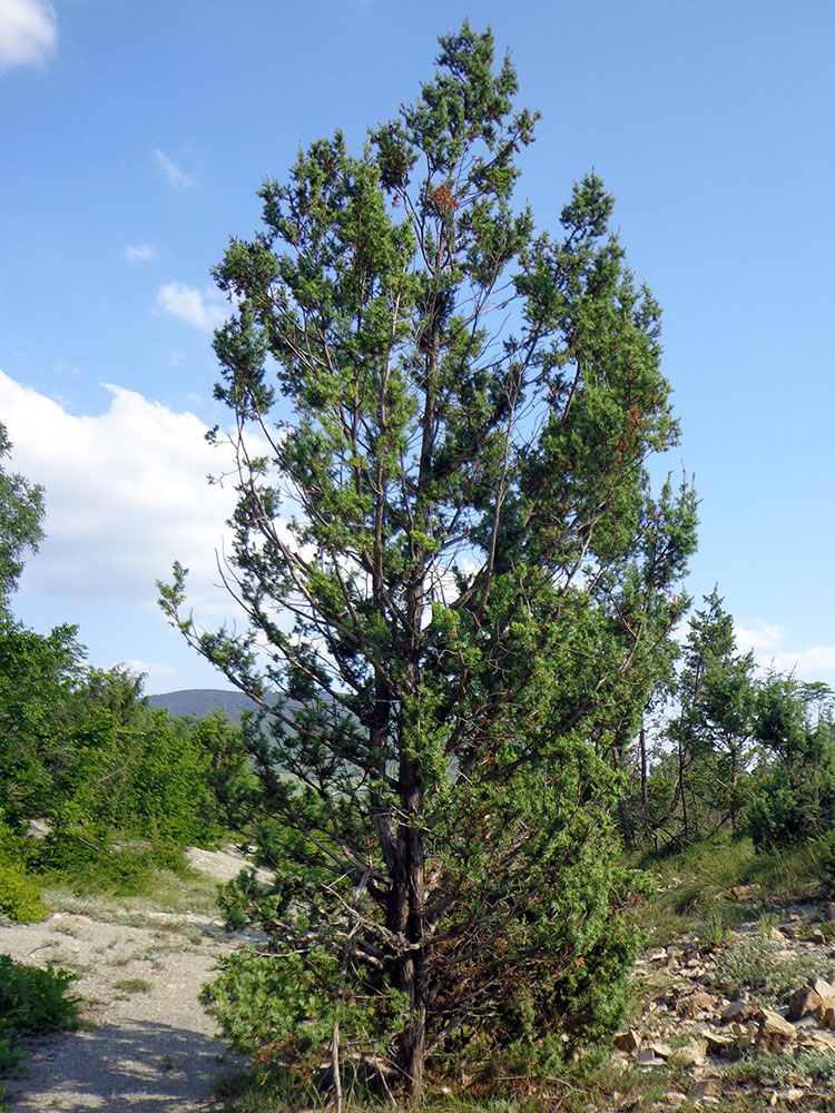 Image of Juniperus deltoides specimen.