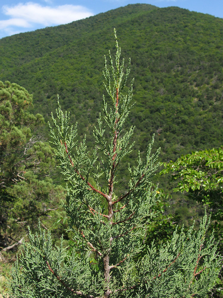 Image of Juniperus foetidissima specimen.