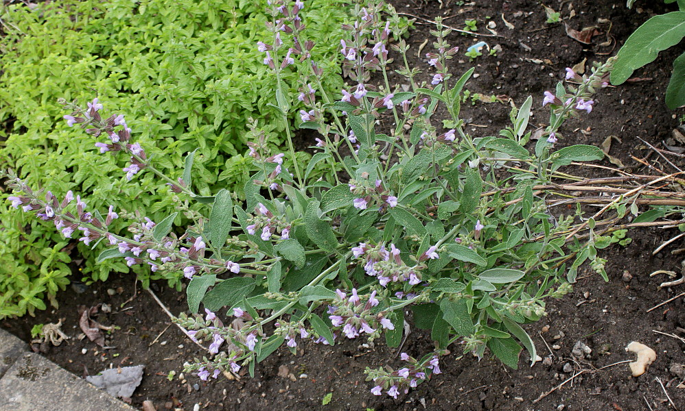 Image of Salvia officinalis specimen.