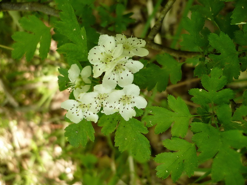 Изображение особи Crataegus monogyna.