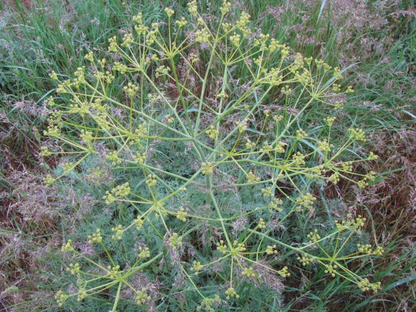 Image of Trinia hispida specimen.