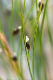 Juncus trifidus. Цветок. Кольский п-ов, Хибины, подножие у южного склона массива Кукисвумчорр. 18.06.2013.