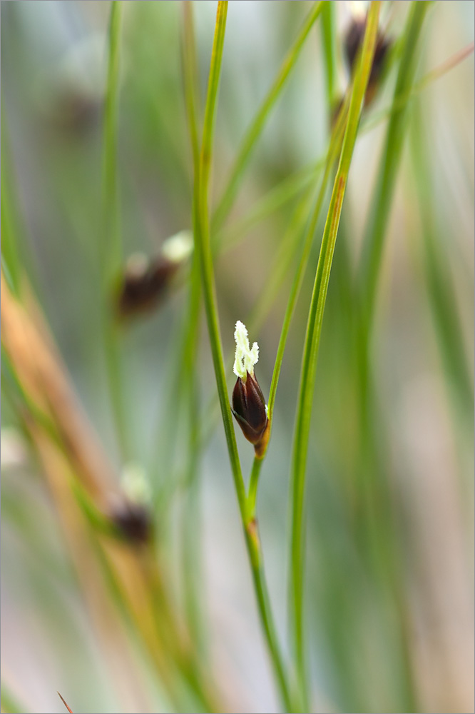 Изображение особи Juncus trifidus.