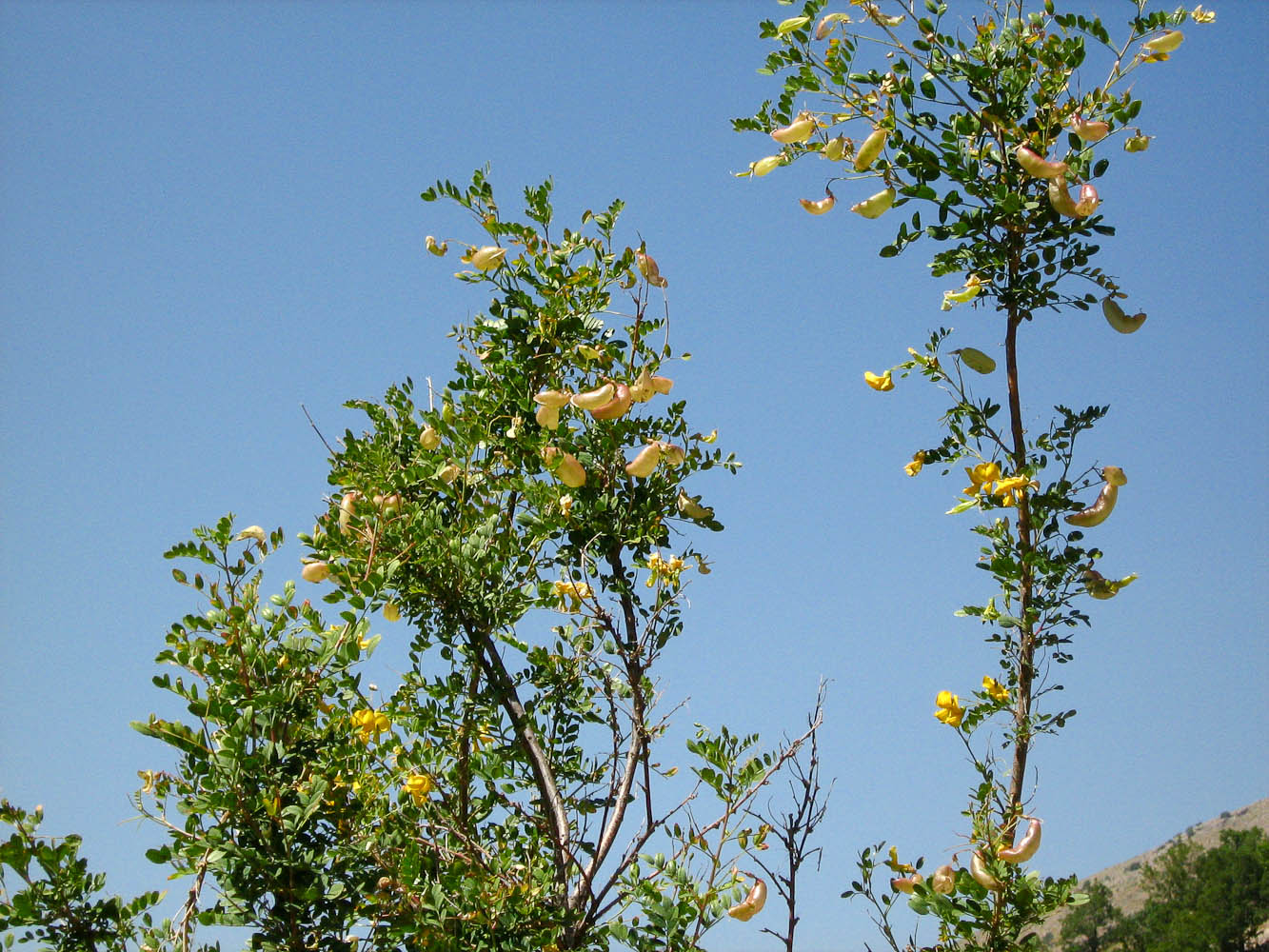 Image of Colutea cilicica specimen.