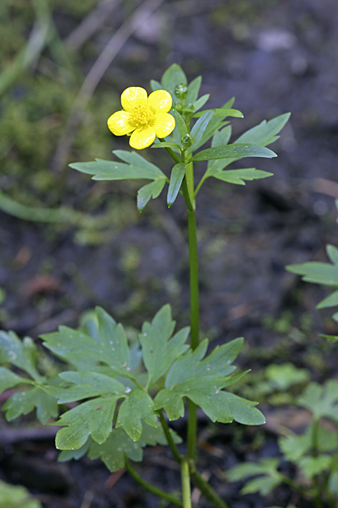 Изображение особи Ranunculus repens.