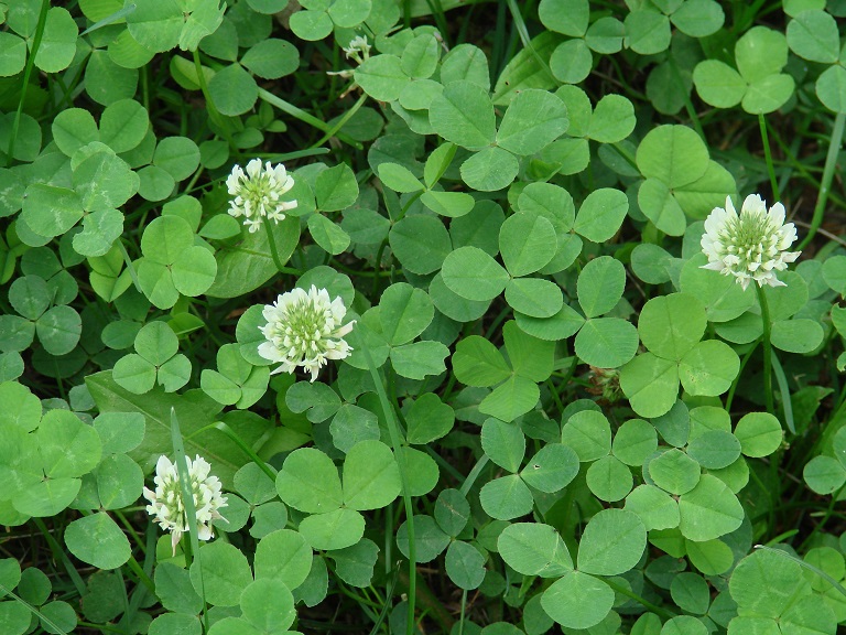 Image of Trifolium repens specimen.