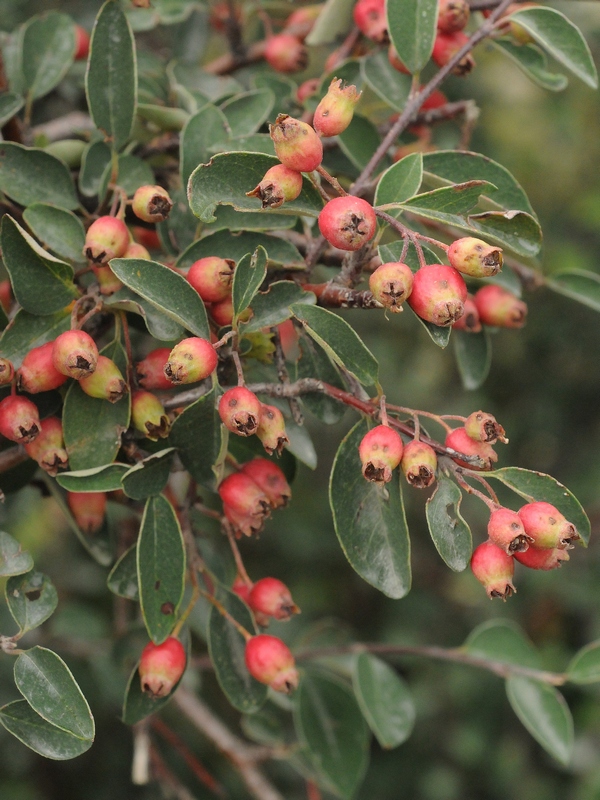 Изображение особи Cotoneaster suavis.