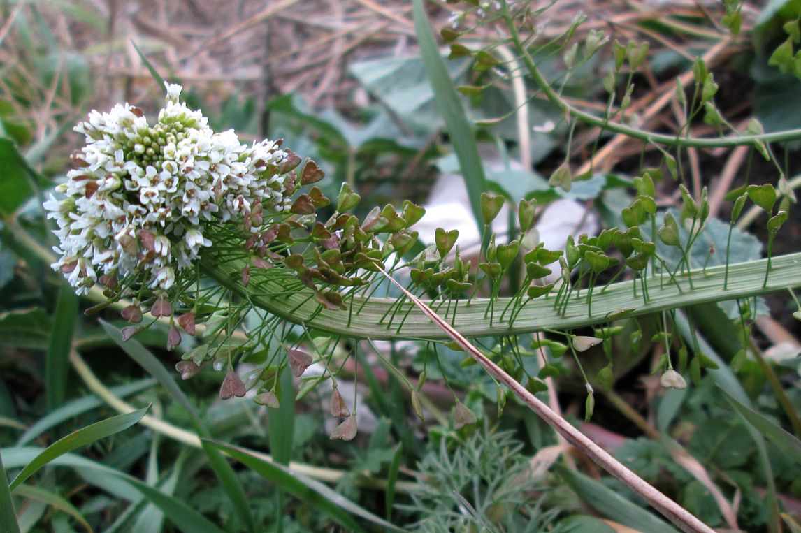 Image of Capsella bursa-pastoris specimen.