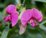 Lathyrus sylvestris
