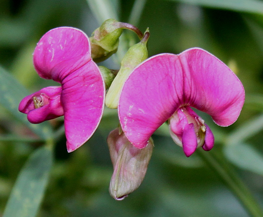 Изображение особи Lathyrus sylvestris.