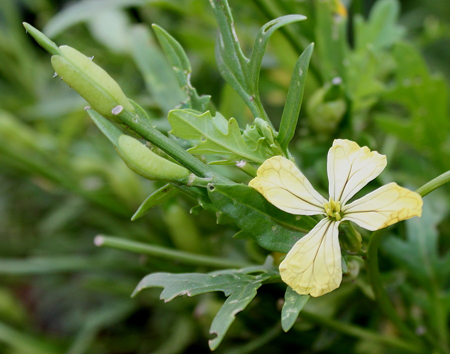 Изображение особи Eruca sativa.