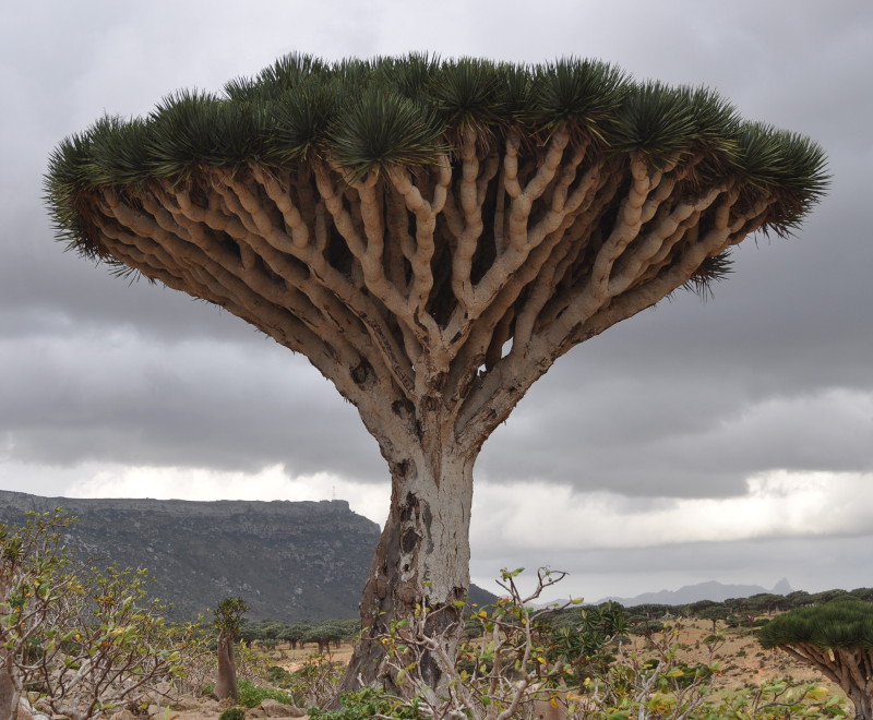 Изображение особи Dracaena cinnabari.