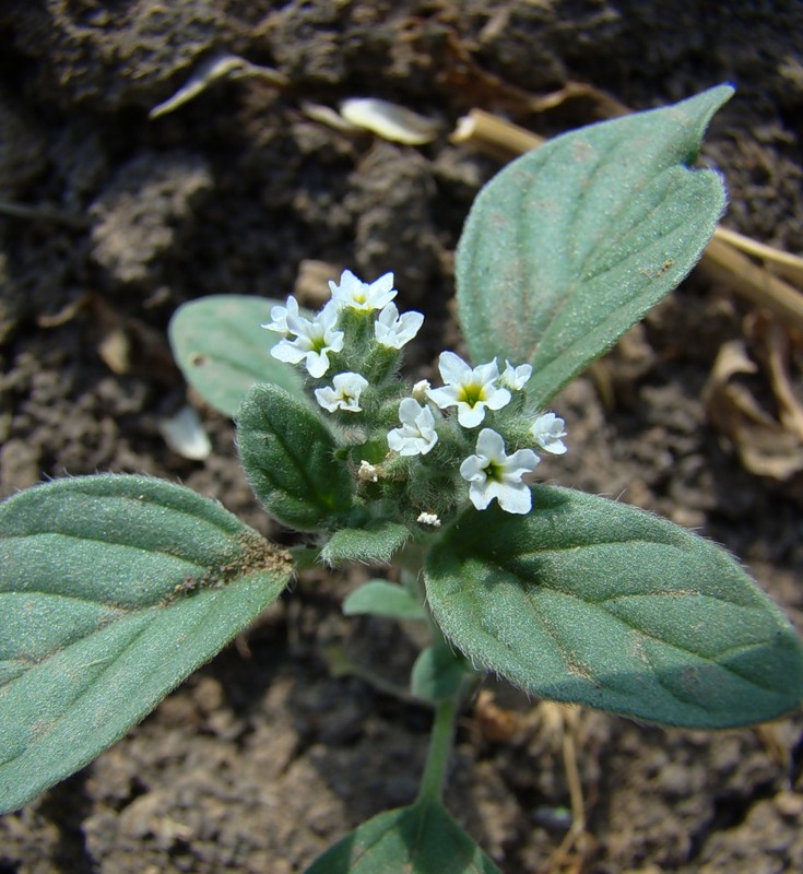 Image of Heliotropium ellipticum specimen.