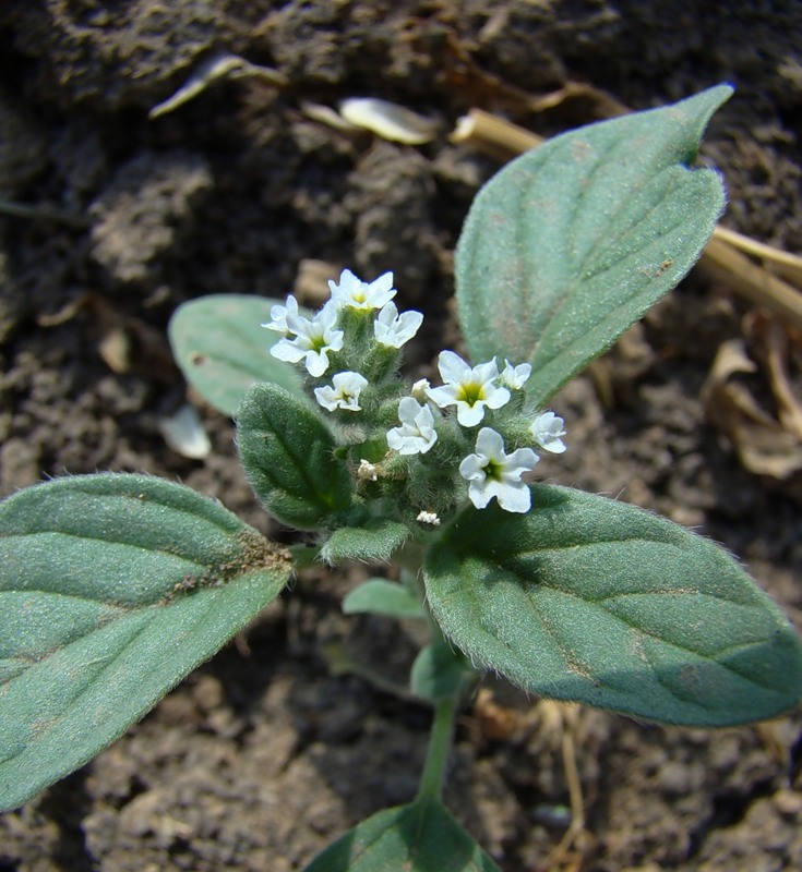 Изображение особи Heliotropium ellipticum.