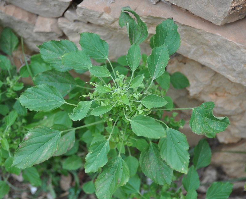 Изображение особи Acalypha indica.