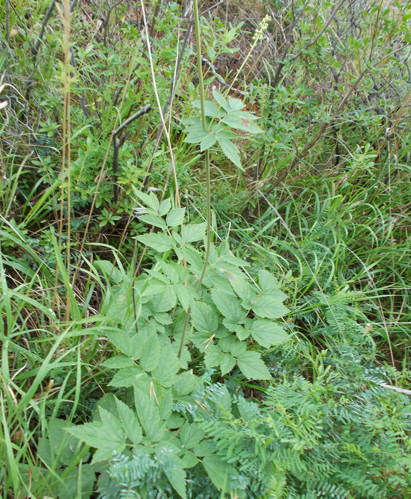 Image of Cimicifuga foetida specimen.