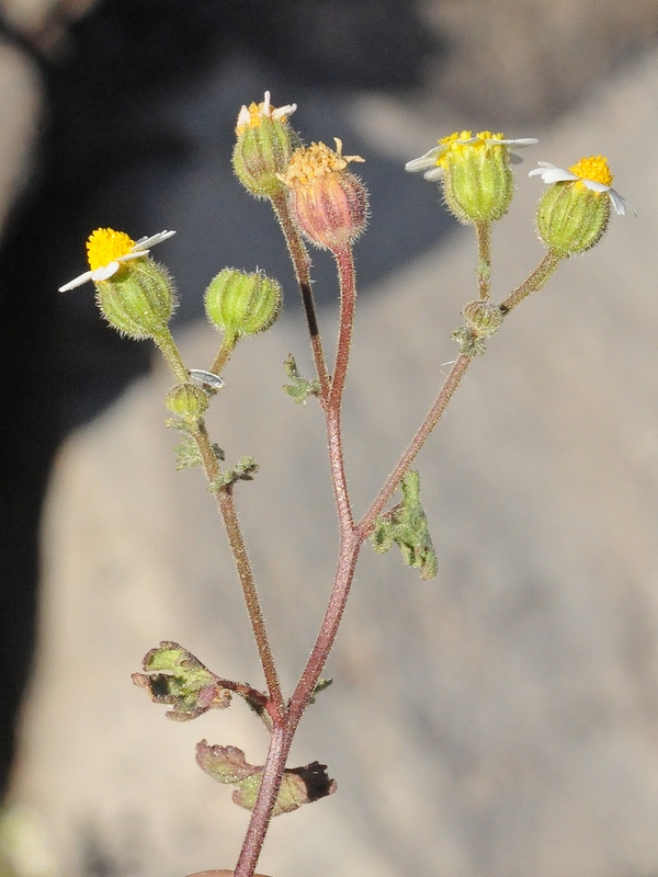 Image of Perityle emoryi specimen.